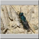 Trichrysis cyanea - Goldwespe 03e 6mm OS-Wallenhorst-Tongrube-Lehmwand.jpg